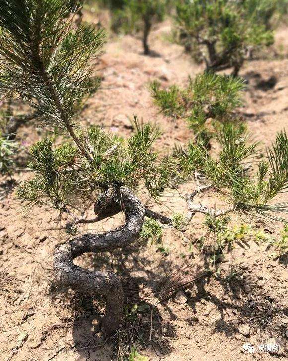 怎么在山坡上栽培的黑松盆景的方法
