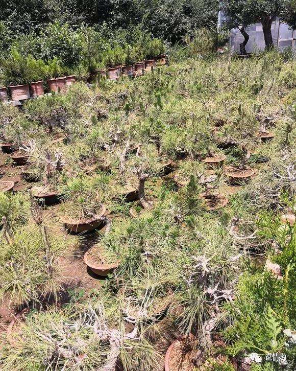 怎么在山坡上栽培的黑松盆景的方法