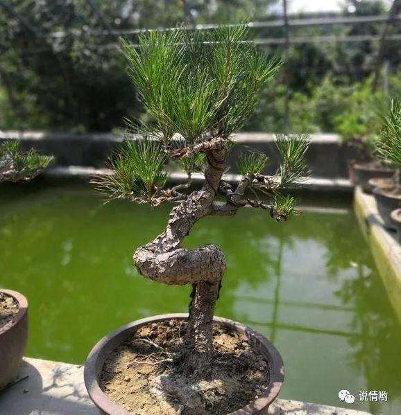 怎么在山坡上栽培的黑松盆景的方法