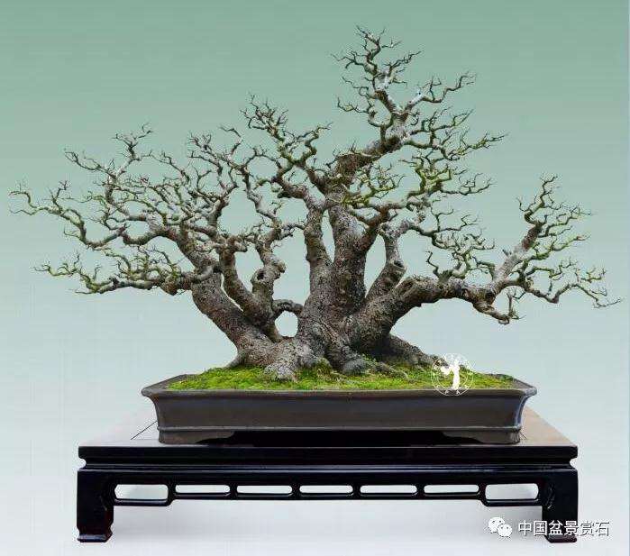 军人走上了以盆景为业的自主创业之路