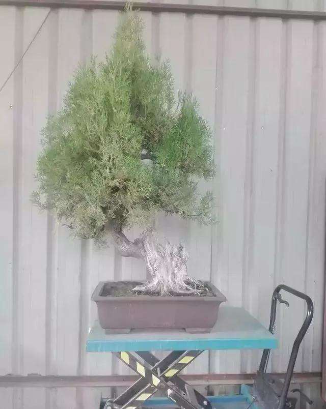 图解 一棵侧柏盆景怎么改作的21个过程