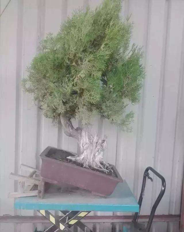 图解 一棵侧柏盆景怎么改作的21个过程