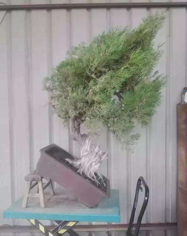 图解 一棵侧柏盆景怎么改作的21个过程