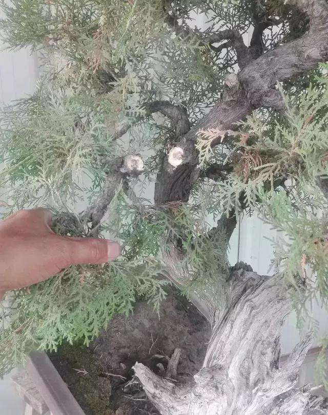 图解 一棵侧柏盆景怎么改作的21个过程