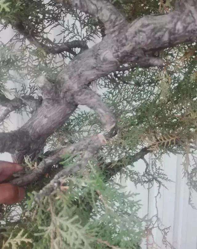 图解 一棵侧柏盆景怎么改作的21个过程