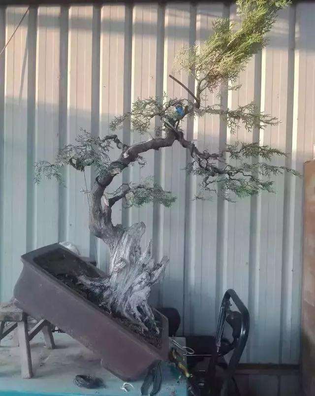 图解 一棵侧柏盆景怎么改作的21个过程