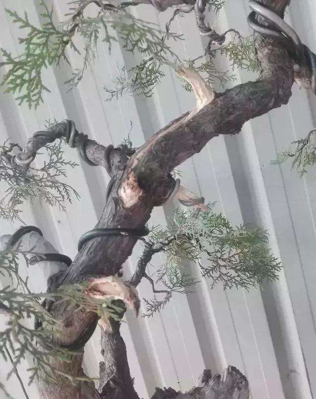 图解 一棵侧柏盆景怎么改作的21个过程