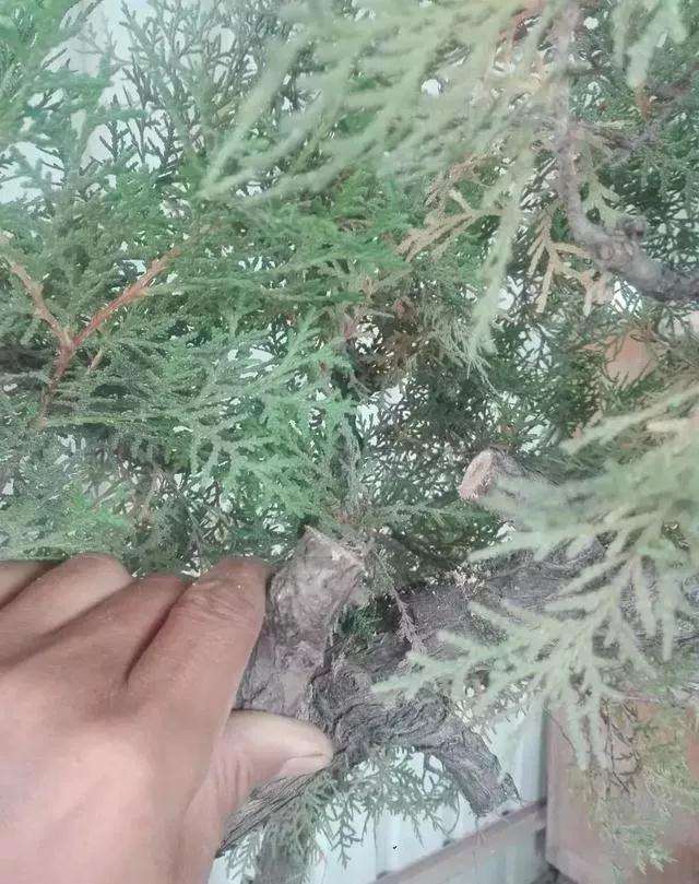 图解 一棵侧柏盆景怎么改作的21个过程