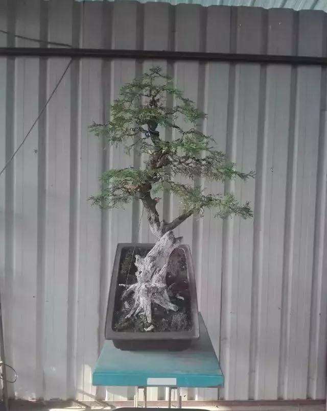 图解 一棵侧柏盆景怎么改作的21个过程