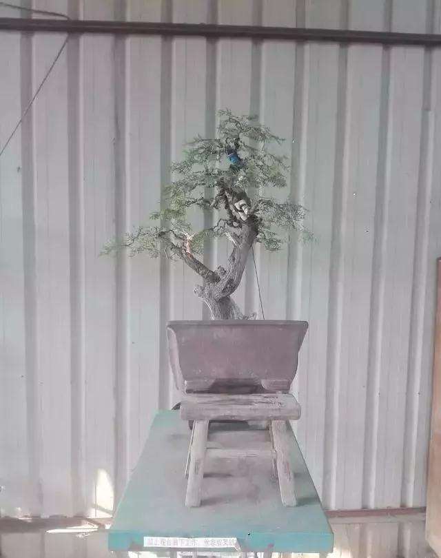 图解 一棵侧柏盆景怎么改作的21个过程