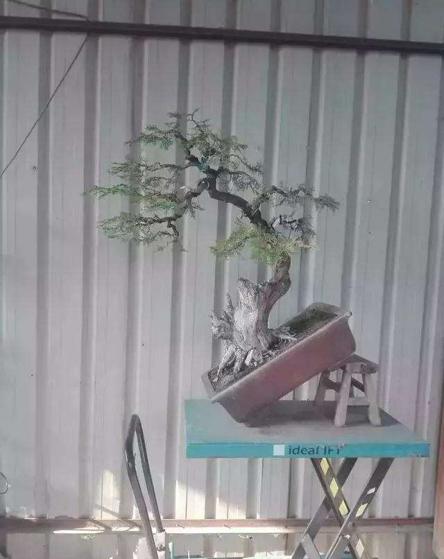 图解 一棵侧柏盆景怎么改作的21个过程