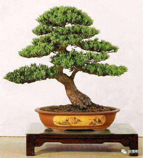 罗汉松盆景怎么生长速度更快的方法