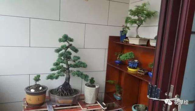 罗汉松盆景的叶子干尖了怎么办