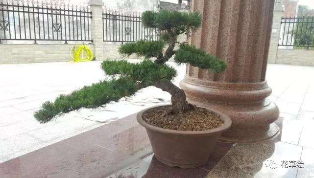 罗汉松盆景的叶子干尖了怎么办