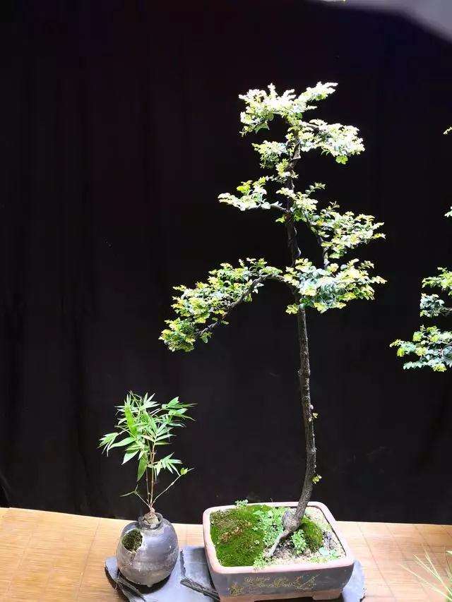 盆景入行门槛并不高 但要保持理性