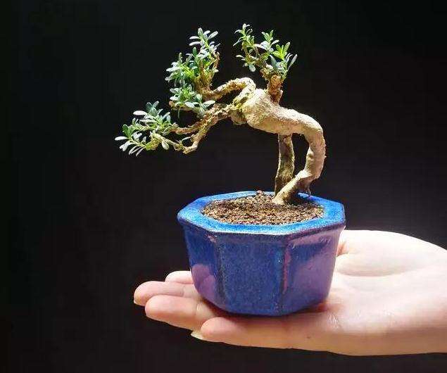 盆景入行门槛并不高 但要保持理性