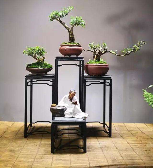 盆景入行门槛并不高 但要保持理性