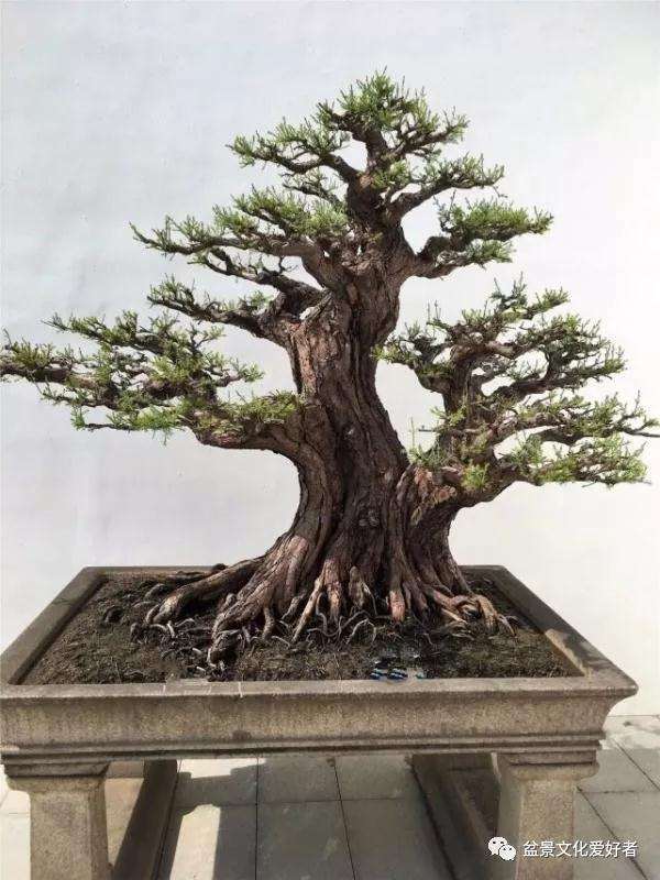 直斜型盆景怎么造型的技巧