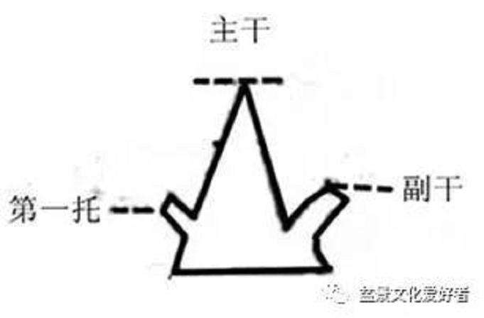 直斜型盆景怎么造型的技巧