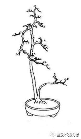 图解 高飘双干直斜式盆景怎么造型