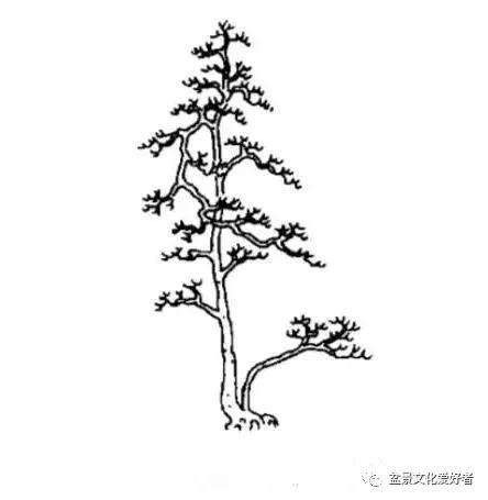 图解 高飘双干直斜式盆景怎么造型