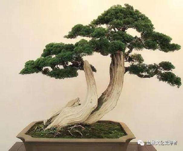 健壮双干直斜式盆景怎么造型