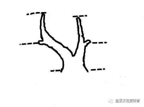 健壮双干直斜式盆景怎么造型