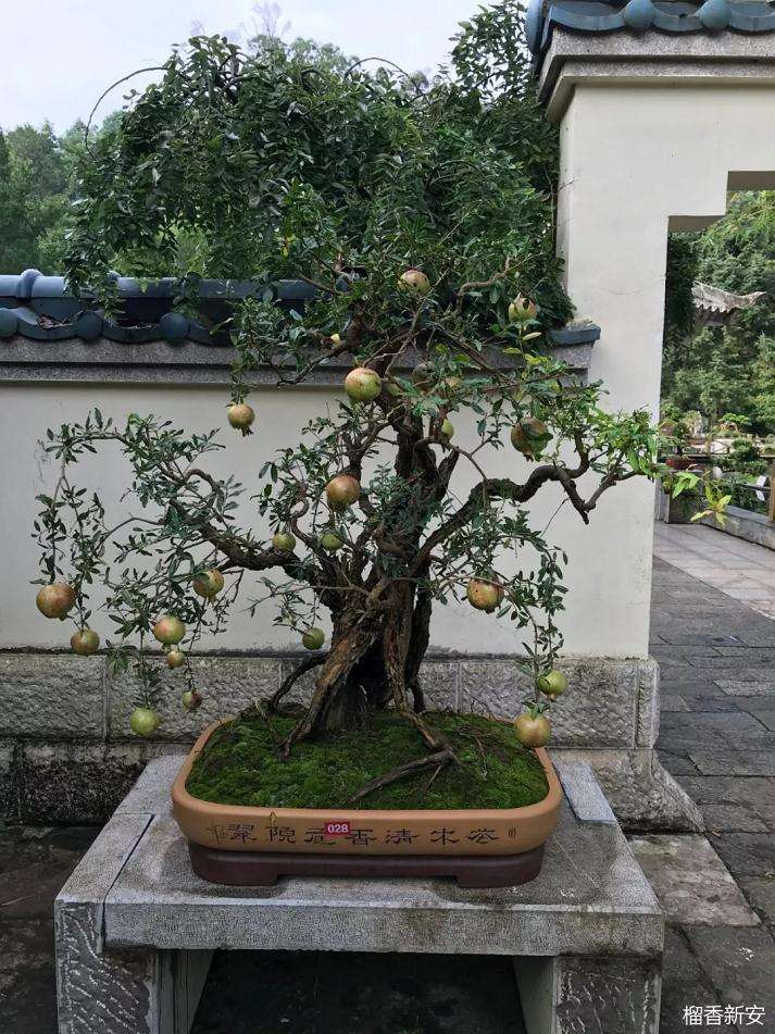 他摸索出一套快速培育石榴盆景的方法