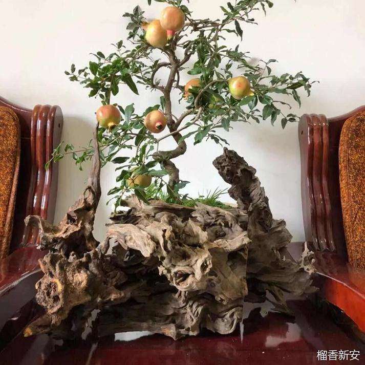 他摸索出一套快速培育石榴盆景的方法