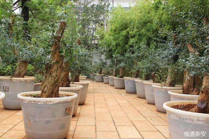 他摸索出一套快速培育石榴盆景的方法