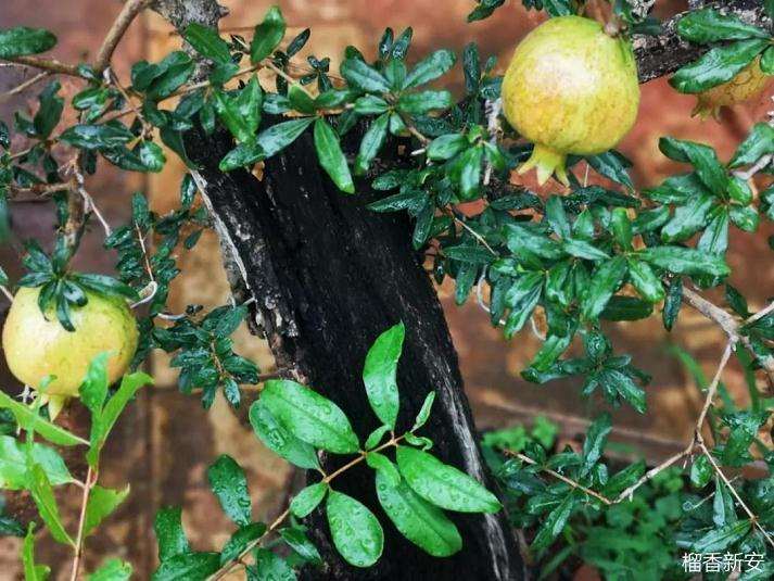 他摸索出一套快速培育石榴盆景的方法