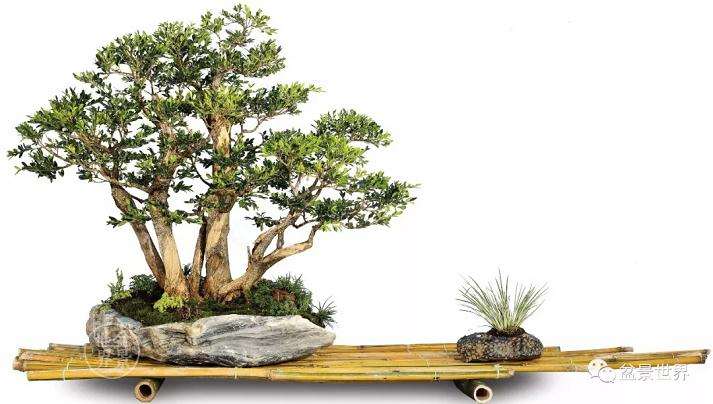 首届国际盆景协会中国会员展云南获奖作品