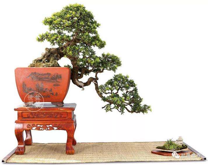 首届国际盆景协会中国会员展云南获奖作品