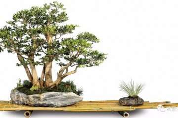 首届国际盆景协会中国会员展云南获奖作品