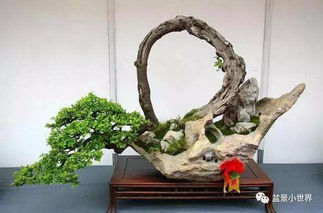 制作盆景心急的朋友容易犯6个错误