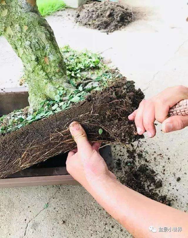 制作盆景心急的朋友容易犯6个错误