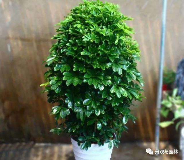 鸭脚木盆景夏天怎么养护的方法