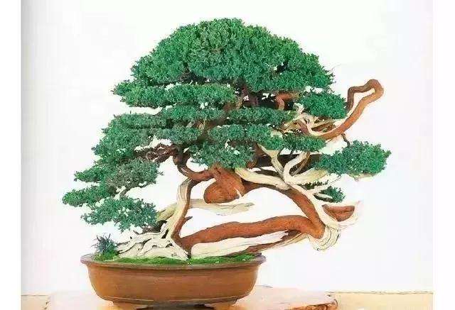 盆景夏季不好养护