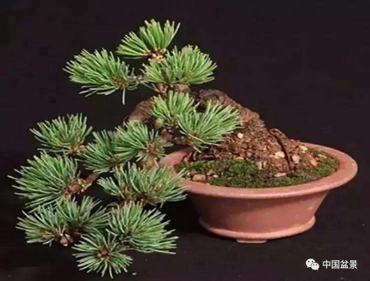 小型松树盆景欣赏图片大全