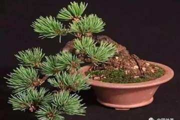 小型松树盆景欣赏图片大全