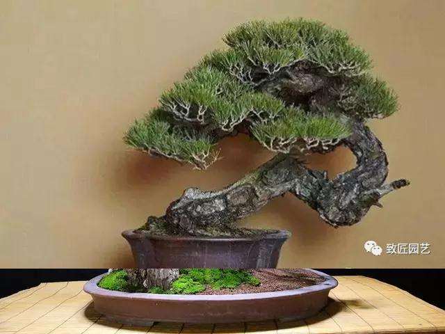 武山南峪村张兴保父子靠盆景致富