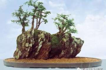 盆景怎么配盆及几座的方法 图片