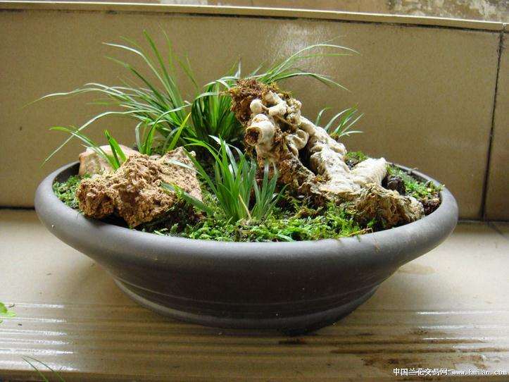 菖蒲盆景怎么养护的方法