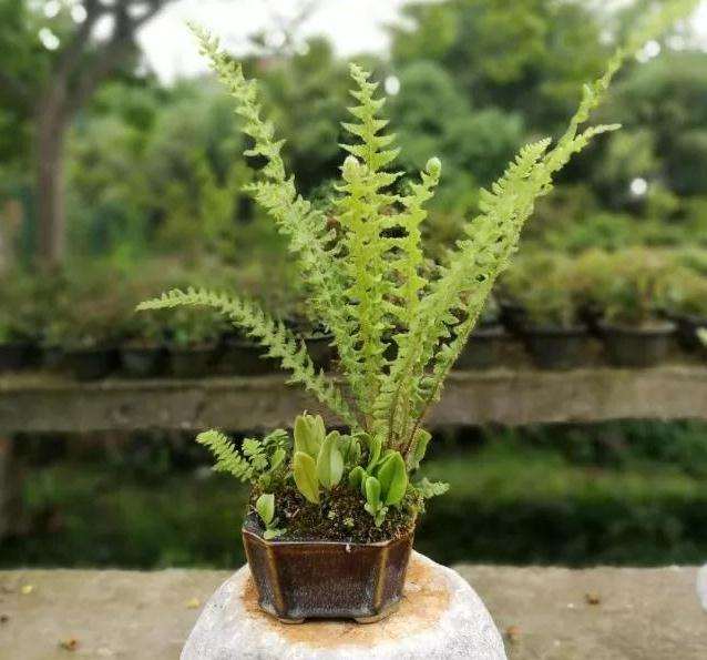 怎么制作垂枝式指尖微型盆景