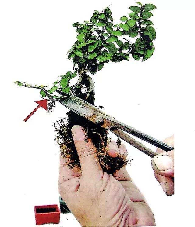 怎么制作垂枝式指尖微型盆景