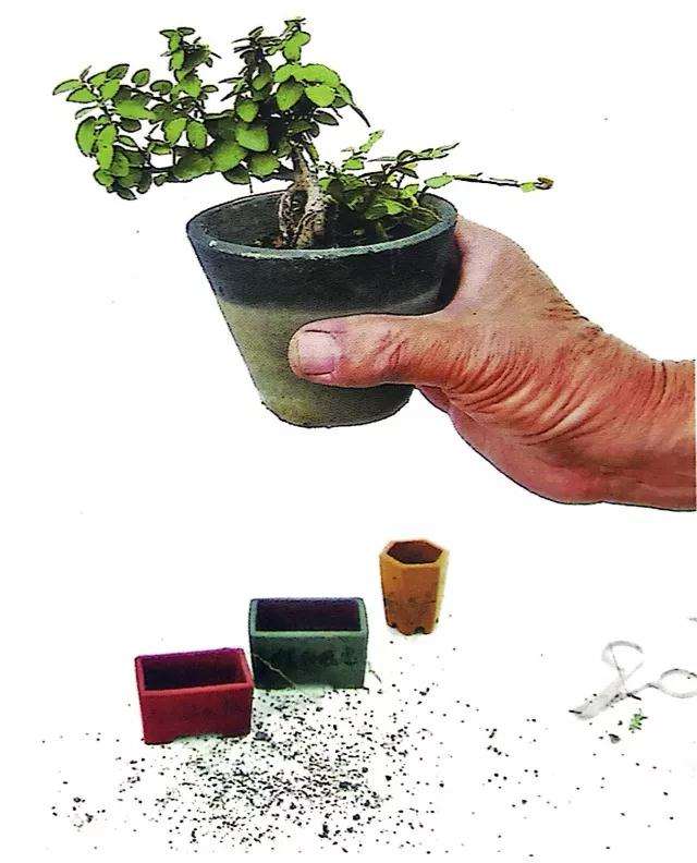 怎么制作垂枝式指尖微型盆景