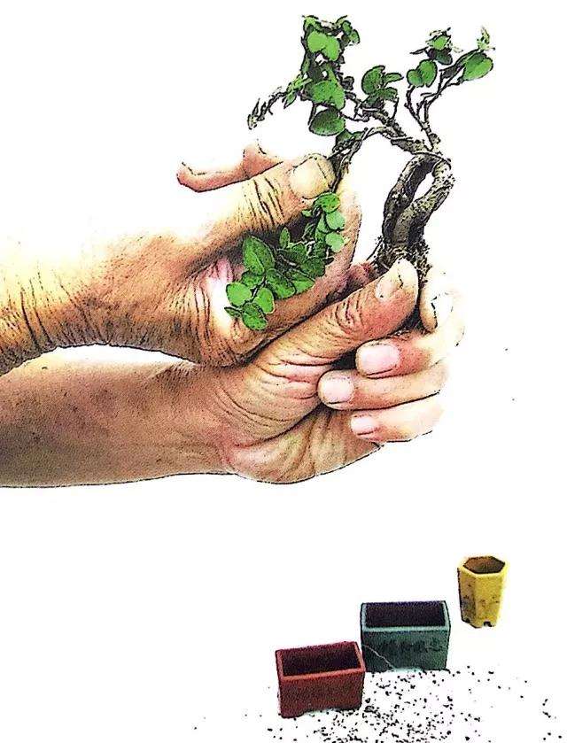 怎么制作垂枝式指尖微型盆景