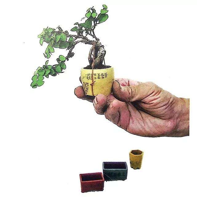 怎么制作垂枝式指尖微型盆景