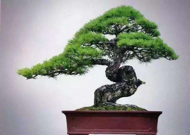 黑松盆景怎么选材的技巧