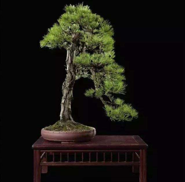 黑松盆景怎么选材的技巧